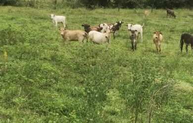 Imagem: A fazenda está localizado em Itaguaru, GO à venda por R$1.000.000