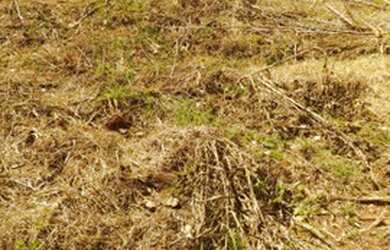 Imagem 2: Terreno região de São José do rio preto