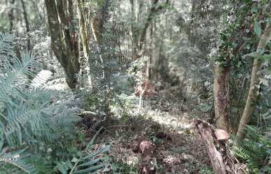 Imagem 7: Terreno à venda em Canela