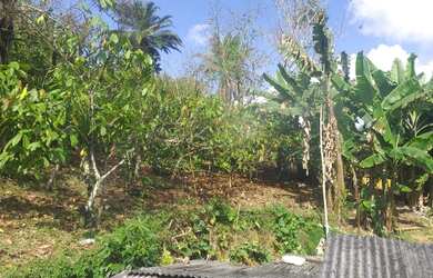 Imagem 3: Vendo Fazenda De Cacau Em Gandu