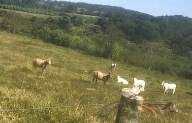 Imagem 4: Terra 3 alqueires fazenda