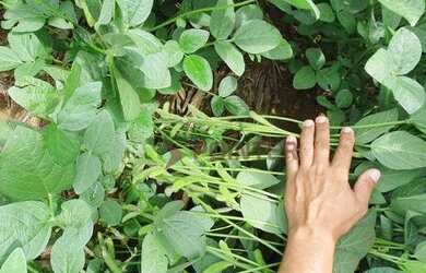 Imagem 3: Fazenda à venda, 6100 Hectares por R$ 770.000 - Zona Rural - Nova Maringá/MT
