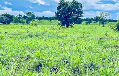 Imagem 13: Fazenda à Venda no Município de Flores de Goiás