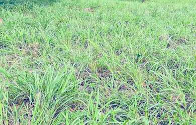 Imagem 16: Fazenda à Venda no Município de Flores de Goiás
