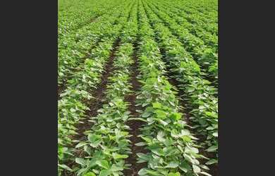 Imagem 9: Fazenda à venda, 6100 Hectares por R$ 770.000 - Zona Rural - Nova Maringá/MT