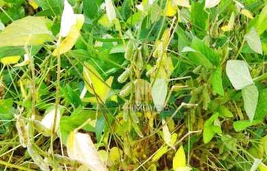 Imagem 8: Fazenda à venda, 6100 Hectares por R$ 770.000 - Zona Rural - Nova Maringá/MT