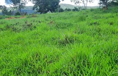 Imagem: A chácara está localizado em Buritis, MG à venda por R$195.000