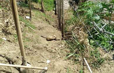 Imagem 5: Lote de 592 metros quadrados Bairro Renacer Betim