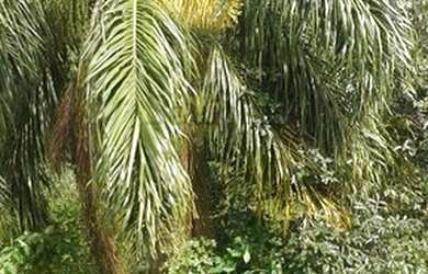 Imagem 3: Terreno para Venda em Planta Meireles Sobrinho Piraquara-PR