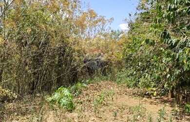 Imagem 9: Fazenda Morro Grande - 215 hectares com café ,agua abundante e potencial...