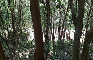 Imagem 4: Terreno 1000 m² para construir em Porto Belo 400 metros do mar