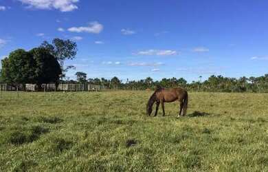 Imagem 10: Fazenda na Chapada Gaúcha em Minas Gerais, à venda com 1.016ha