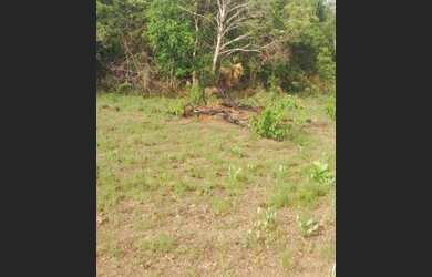 Imagem 5: .Uma Excelente Fazenda 235 alqueires no Vale do Araguaia TO