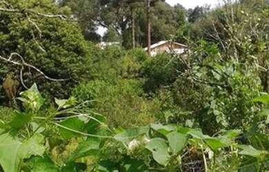 Imagem 10: Terreno para Venda em Planta Meireles Sobrinho Piraquara-PR