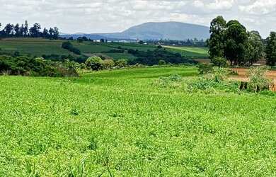 Imagem: A fazenda possui 20.000m² de Área e está localizado em Florestal
