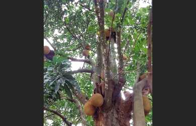 Imagem 2: Lote. 618m² de Área