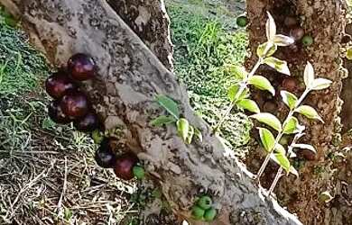 Imagem: A chácara possui 70.000m² de Área e está localizado em