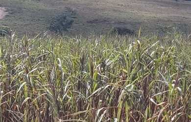 Imagem 4: Fazenda 2.195 Hectares. 