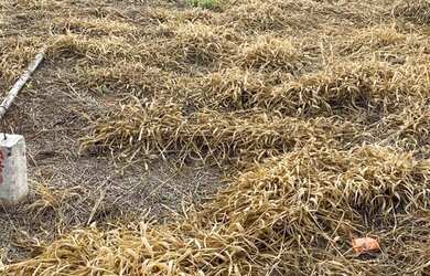 Imagem 2: Sao Carlos - Loteamento/Condomínio - Condominio Residencial Village Damha...