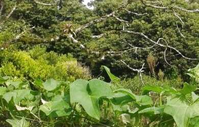 Imagem 4: Terreno para Venda em Planta Meireles Sobrinho Piraquara-PR