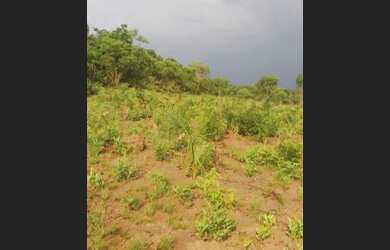 Imagem 3: .Uma Excelente Fazenda 235 alqueires no Vale do Araguaia TO