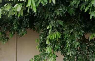 Imagem: Alugo casa no Bairro Eldorado direto com proprietário, 2 quartos