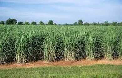 Imagem: A chácara possui 24.200m² de Área e está localizado em