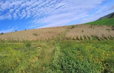 Imagem 5: Fazenda Boa Vista - Fazenda à venda, Piaçu, Muniz Freire, ES