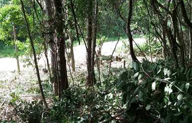 Imagem 6: Terreno 1000 m² para construir em Porto Belo 400 metros do mar