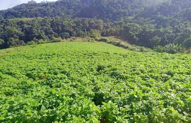 Imagem 9: Fazenda Boa Vista - Fazenda à venda, Piaçu, Muniz Freire, ES