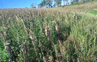 Imagem 7: Fazenda Boa Vista - Fazenda à venda, Piaçu, Muniz Freire, ES