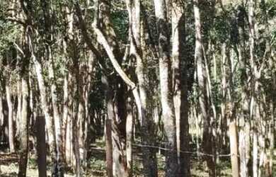 Imagem: O terreno possui 1.000m² de Área e está localizado em Caeté