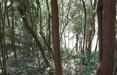 Imagem 5: Terreno 1000 m² para construir em Porto Belo 400 metros do mar