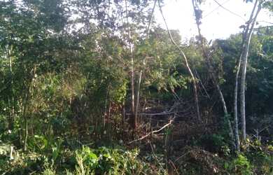 Imagem: O terreno está localizado em Diamantino, Santarém à venda