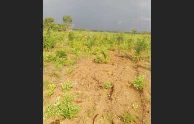 Imagem 2: .Uma Excelente Fazenda 235 alqueires no Vale do Araguaia TO