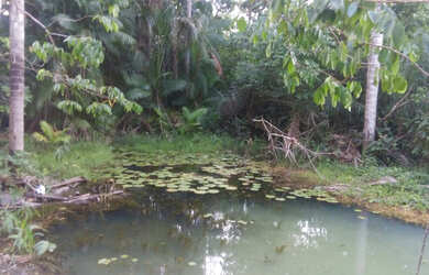 Imagem 4: Baixou preço 470 hectares na região norte do Pará por R$3 mil por hectare