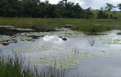 Imagem 3: 400 hectares por R$2 milhões no Pará pronta 80 aberta em pasto