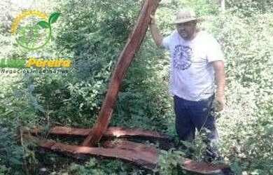 Imagem 11: FAZENDA À VENDA NO ALTO PARNAÍBA - MA DE 6.377 HECTARES Dupla Aptidão