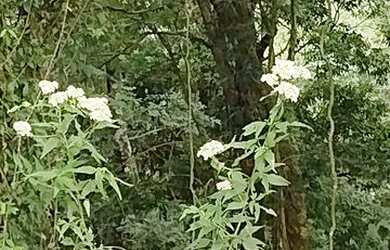 Imagem 8: Terreno em Nazaré Paulista