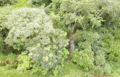 Imagem 6: CHÁCARA INHUMAS Chácara à Venda, 96800.00 por R$ 3000000.00 AD21149