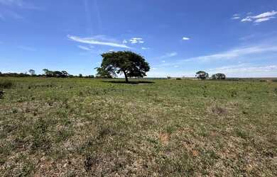 Imagem 11: Fazenda com cana próximo Uberlândia