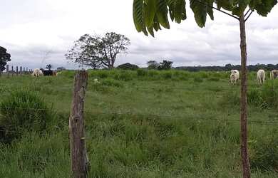 Imagem: A fazenda possui 400000m² de Área e está localizado em Castanhal