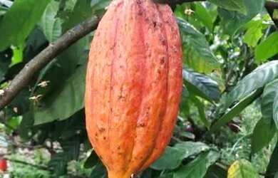 Imagem: Sítio a 4km da Sede de Laje-BA de 5.619m2