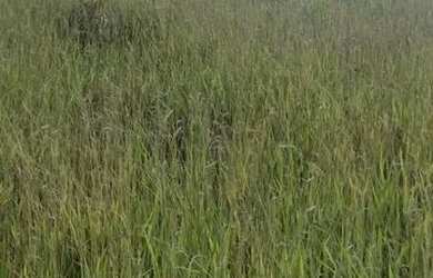 Imagem 9: Terreno em Nazaré Paulista