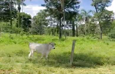 Imagem: A fazenda possui 615.000.000m² de Área e está localizado