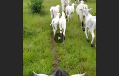 Imagem: A fazenda possui 475000-0m² de Área e está localizado em