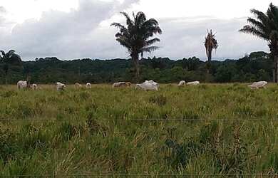 Imagem 2: 400 hectares por R$2 milhões no Pará pronta 80 aberta em pasto