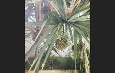 Imagem 13: Vendo ou troco por carro,Apartamento localizado no Encontro das Aguas...