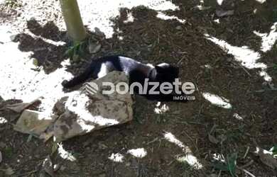 Imagem 13: Chácara com 3 quartos à venda, 370m² - Cidade Recreio da Borda do Campo