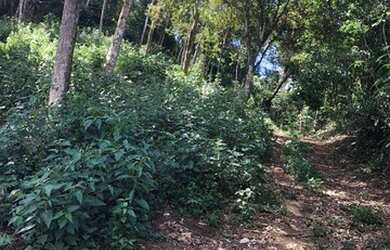 Imagem: O terreno possui 4.000m² de Área e está localizado em Pessegueiros